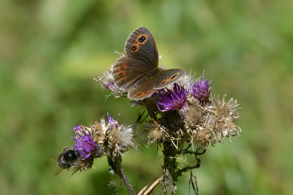 Erebia ethios conferma